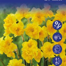 8718641999639 1 Daffodil Yellow Parrot Bulbs.jpg